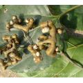 Fructus Noveniae aux herbes chinoises